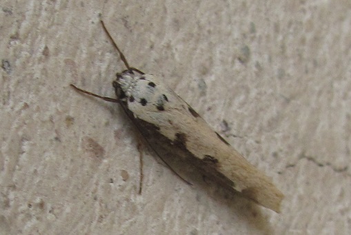 Ethmia bipunctella